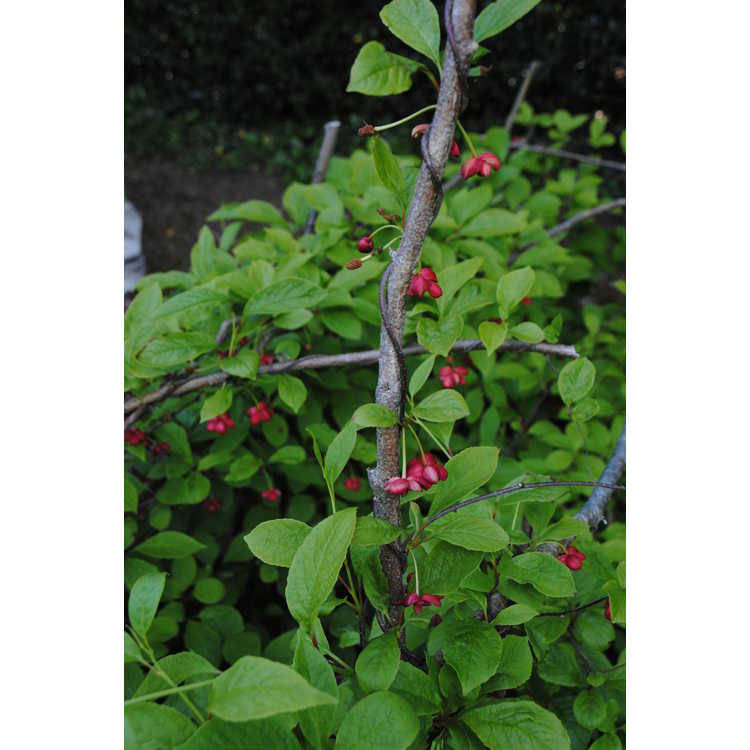 <em>Schisandra rubriflora</em> 'Bodnant Redberry'