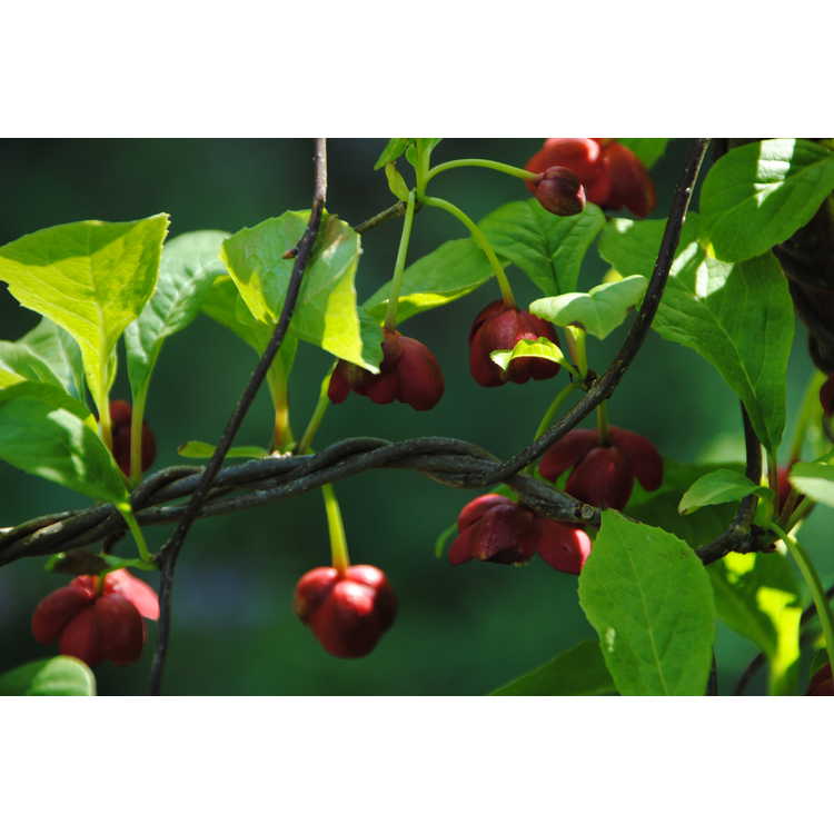 <em>Schisandra rubriflora</em> 'Bodnant Redberry'