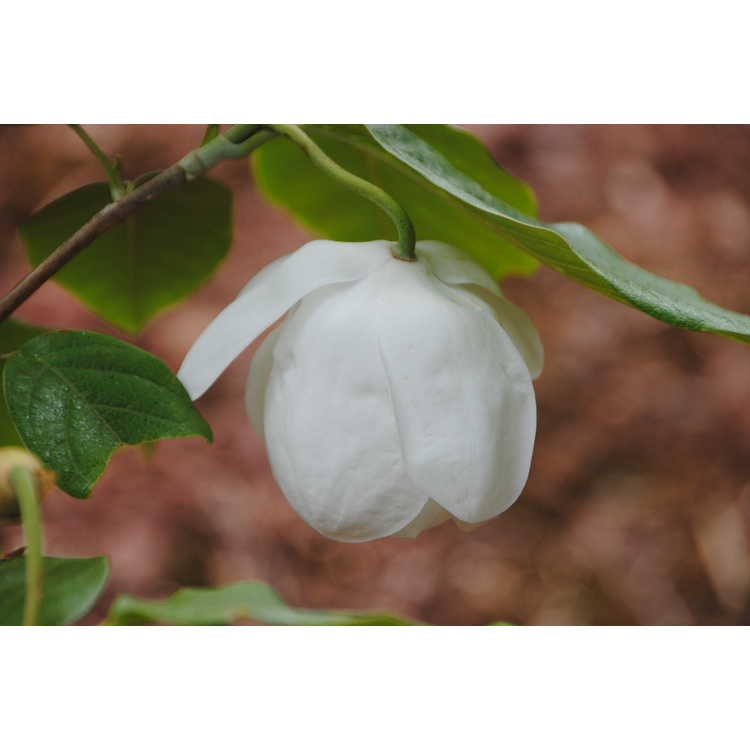 <em>Magnolia sieboldii</em> 'Min Pyong-gal'
