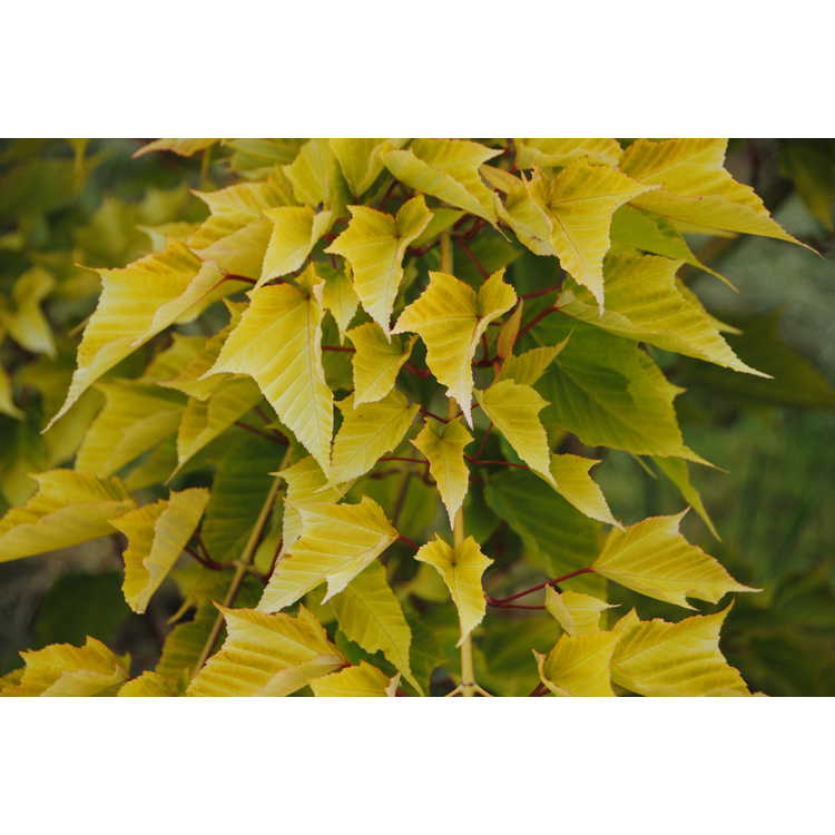 <em>Acer capillipes</em> 'Honey Dew'