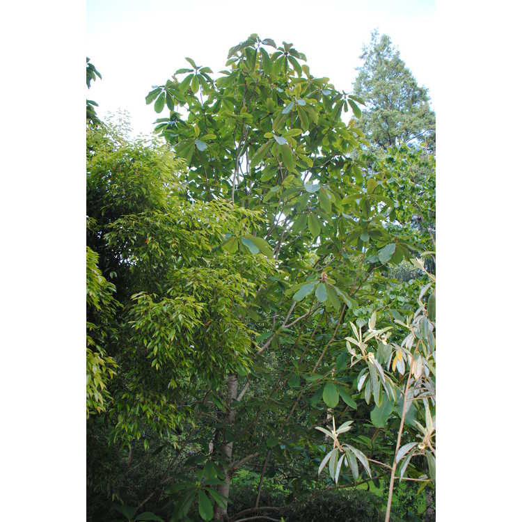 <em>Magnolia rostrata</em>