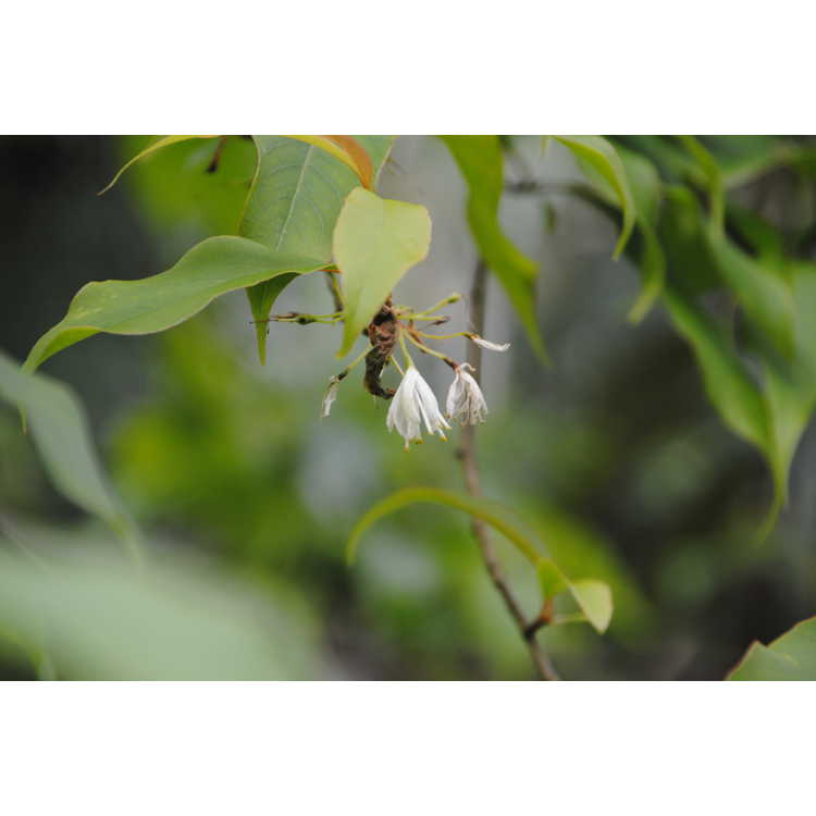 <em>Halesia macgregorii</em>