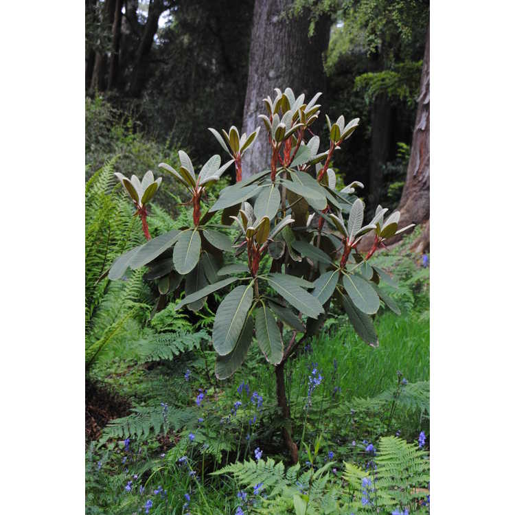 <em>Rhododendron macabeanum</em>