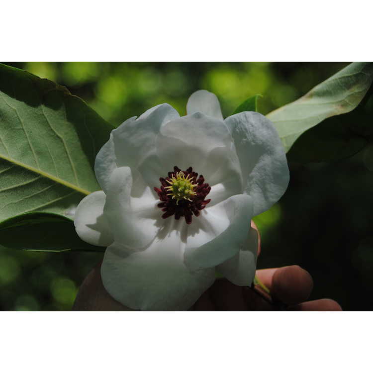 <em>Magnolia wilsonii</em>