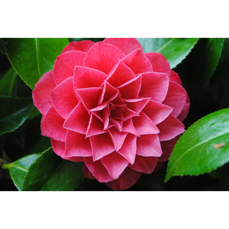 <em>Camellia</em> 'Pink Icicle'