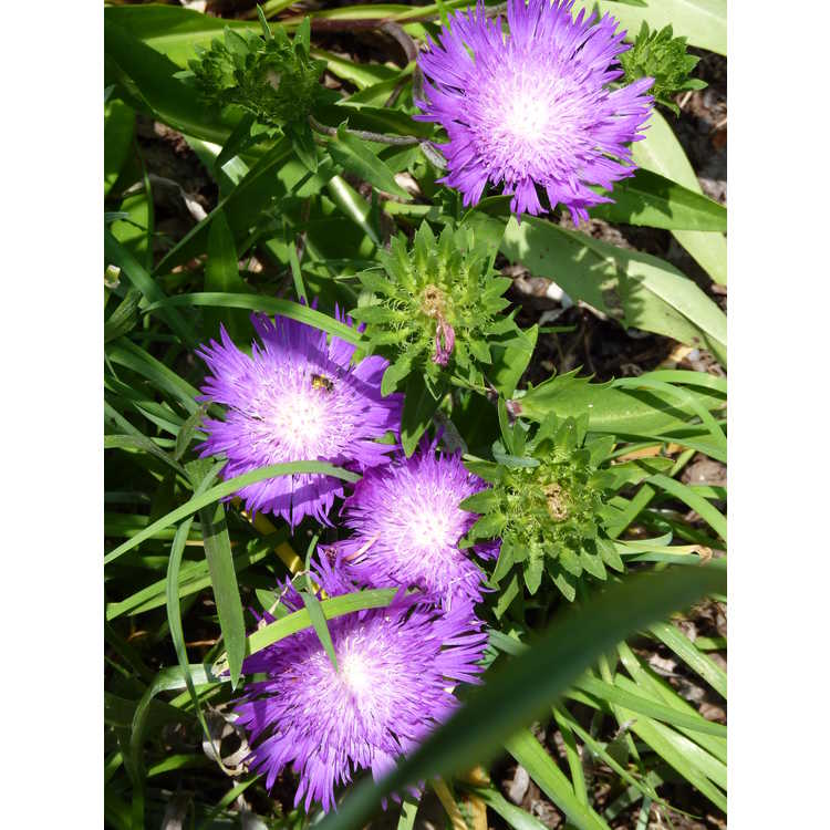 Stokesia laevis 'Honeysong Purple'