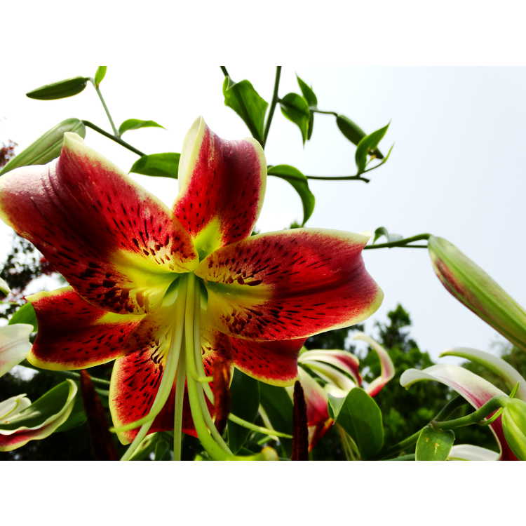 Lilium 'Scheherazade' - oriental-trumpet lily