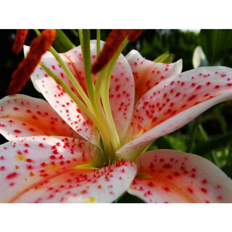 Lilium 'Salmon Star' - oriental lily