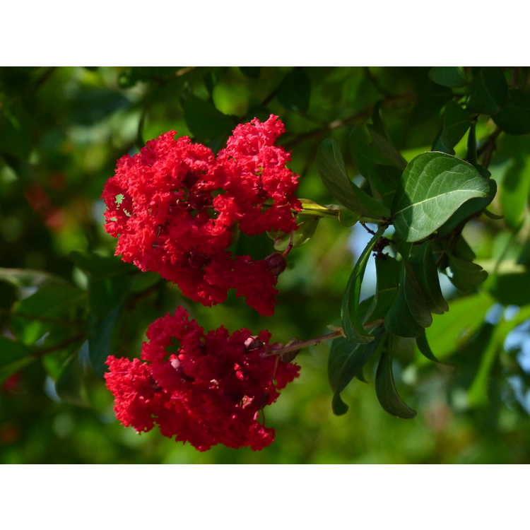Lagerstroemia indica 'Whit IV'