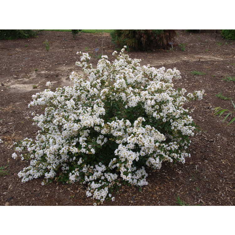 Lagerstroemia 'Jd900' - Early Bird White early flowering crepe myrtle