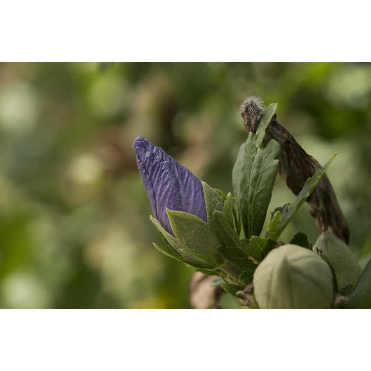 Hibiscus syriacus 'Marina' - Blue Satin rose-of-Sharon