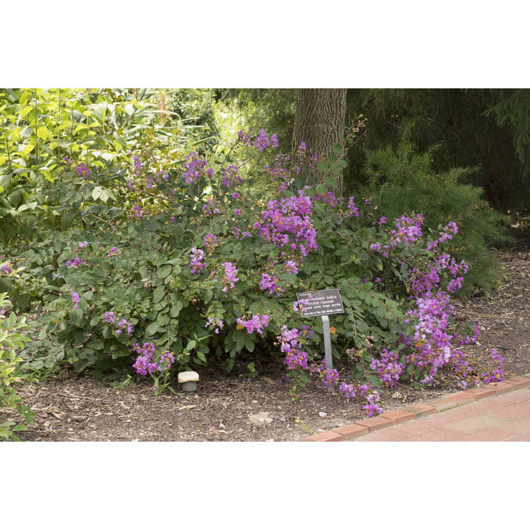Lagerstroemia indica 'Orchid Cascade' - ground cover crepe myrtle
