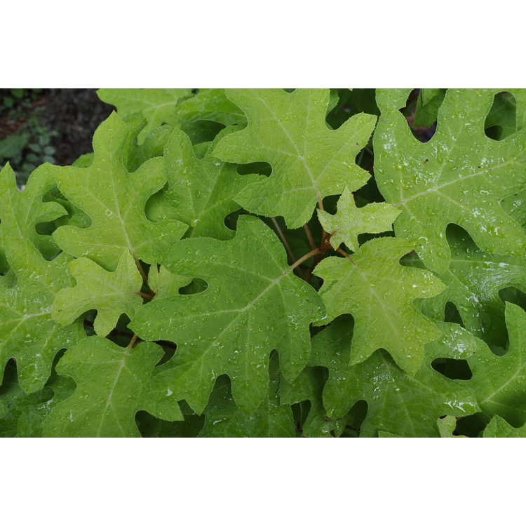 Hydrangea quercifolia 'Little Honey'