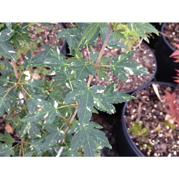 Acer palmatum 'Ryugu' - variegated Japanese maple