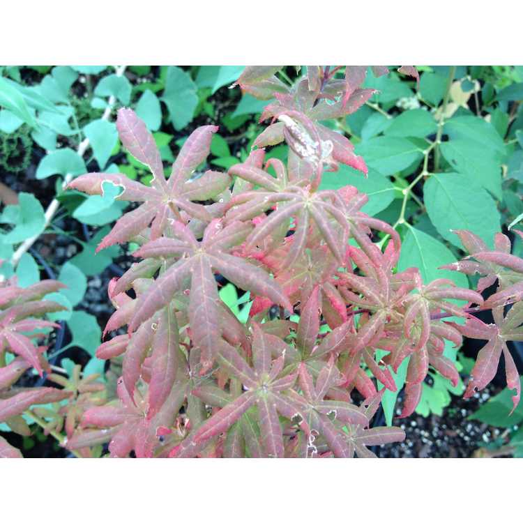 Acer palmatum 'Peve Starfish' - Japanese maple