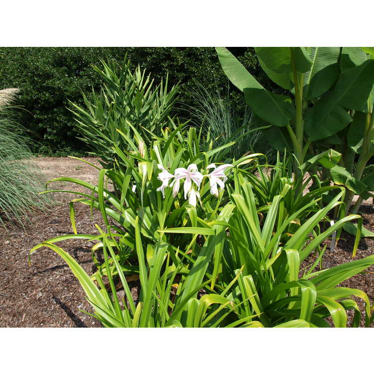 Crinum ×digweedii 'Mahon' - hybrid crinum-lily