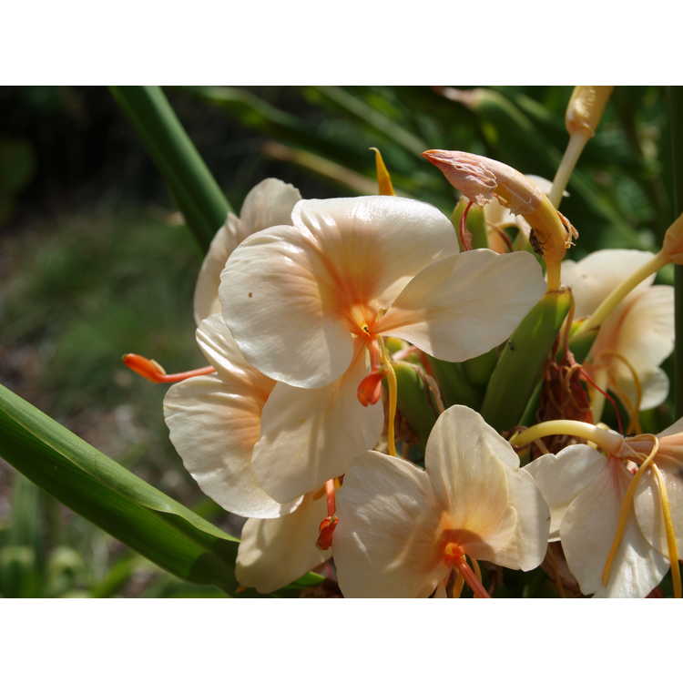 Hedychium 'Kinkaku' - hardy ginger-lily