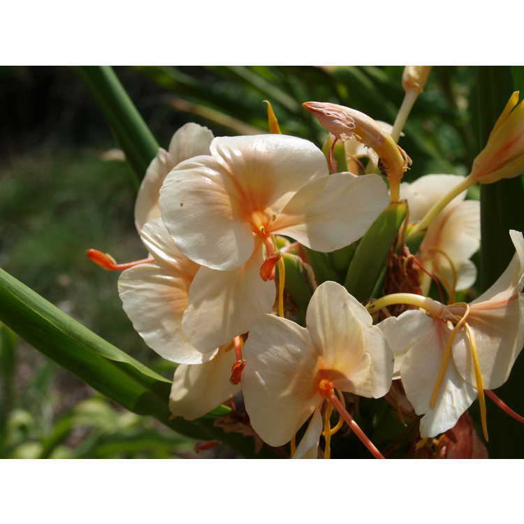 Hedychium 'Kinkaku' - hardy ginger-lily