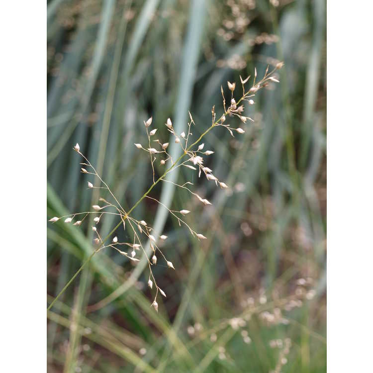Sporobolus heterolepis - prairie dropseed