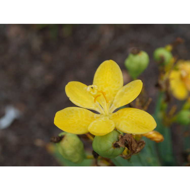 Belamcanda chinensis 'Hello Yellow' - yellow blackberry lily