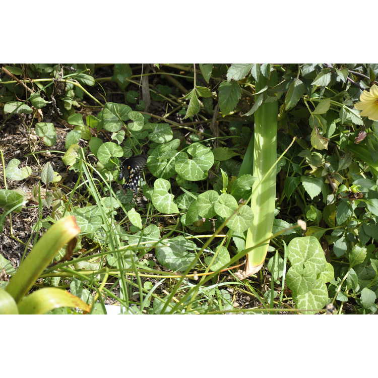 Aristolochia fimbriata - hardy Dutchman's pipe