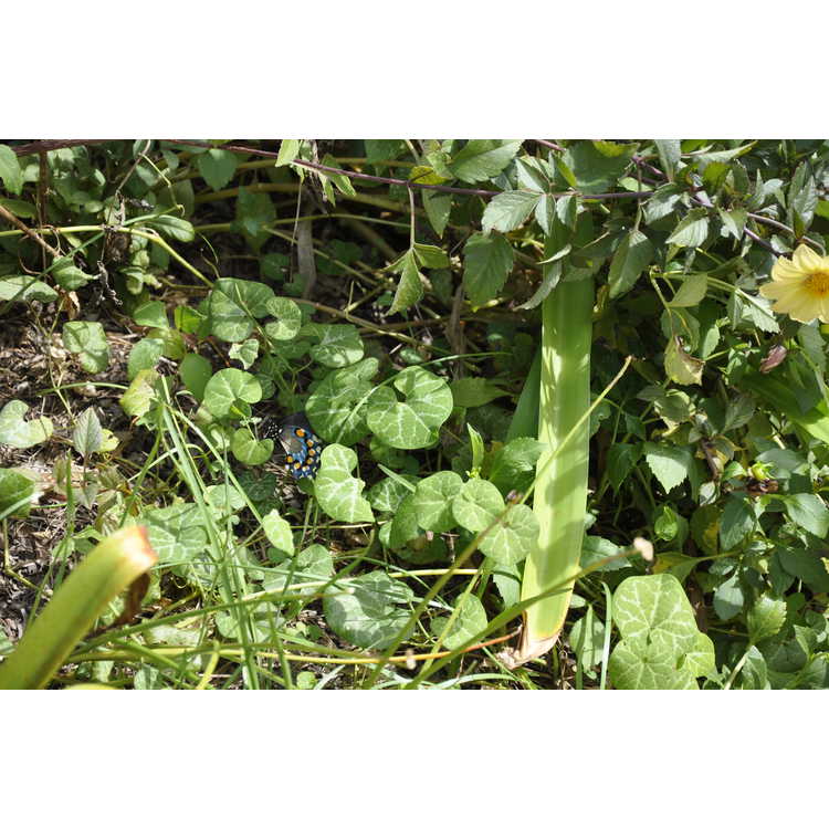 Aristolochia fimbriata - hardy Dutchman's pipe