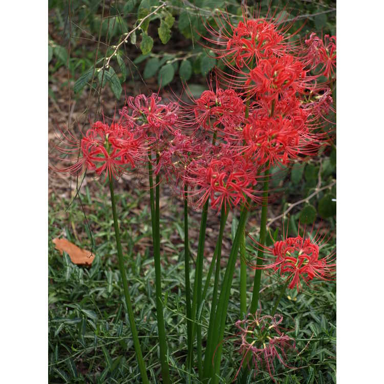 Lycoris radiata var. radiata - red surprise-lily