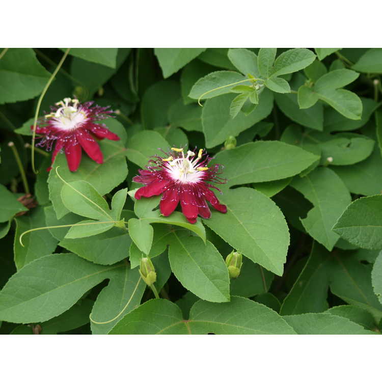 Passiflora 'Lady Margaret' - passion flower