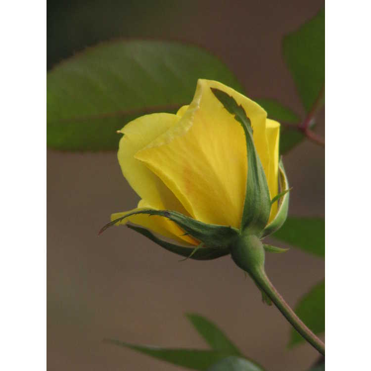 Rosa 'Golden Showers' - climbing rose
