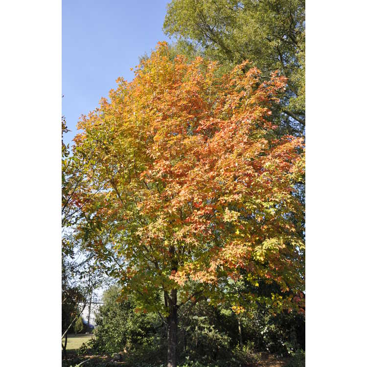 Acer saccharum 'Flax Mill Majesty' - sugar maple