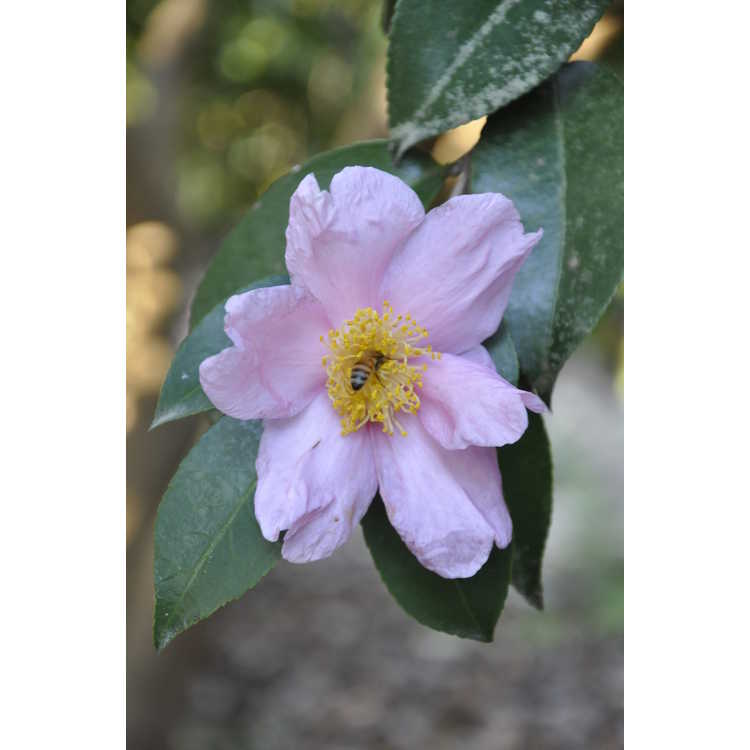 Camellia 'Carolina Moonmist'