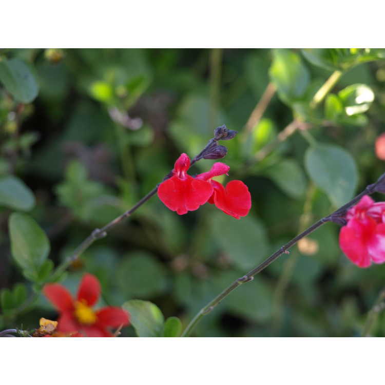 Salvia microphylla 'Red Velvet'