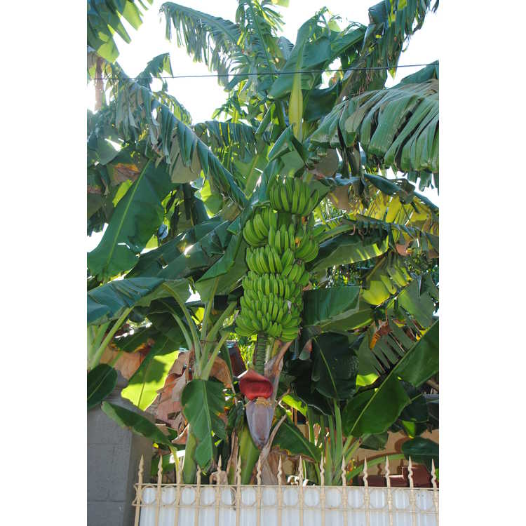 common banana