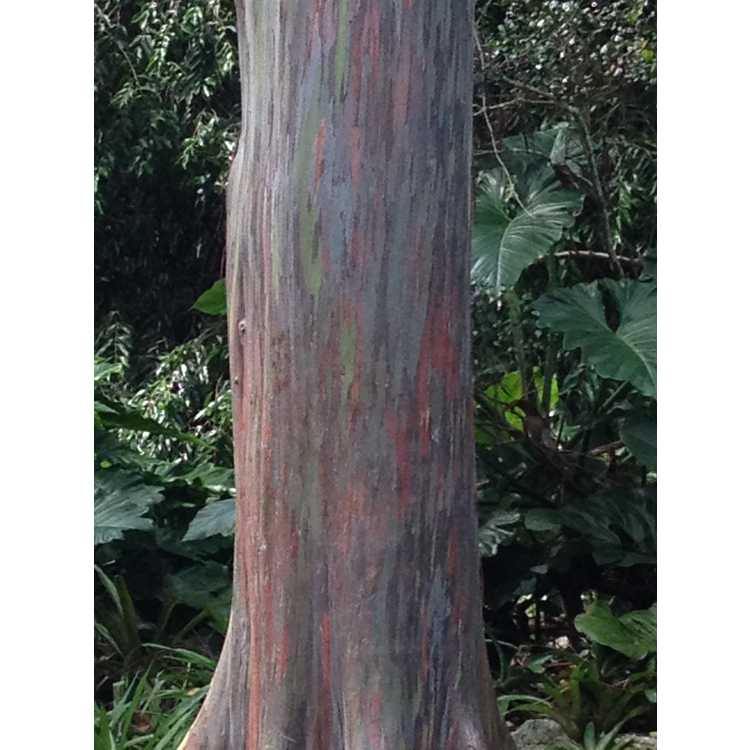 <em>Eucalyptus deglupta</em>
