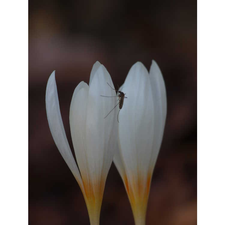Crocus ochroleucus - autumn-flowering crocus