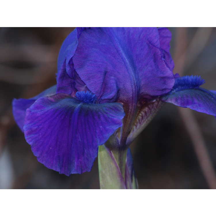 Iris Flower Shower