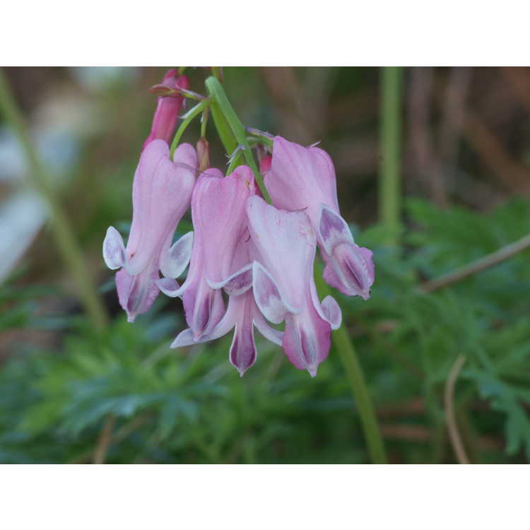 Dicentra Amore Pink