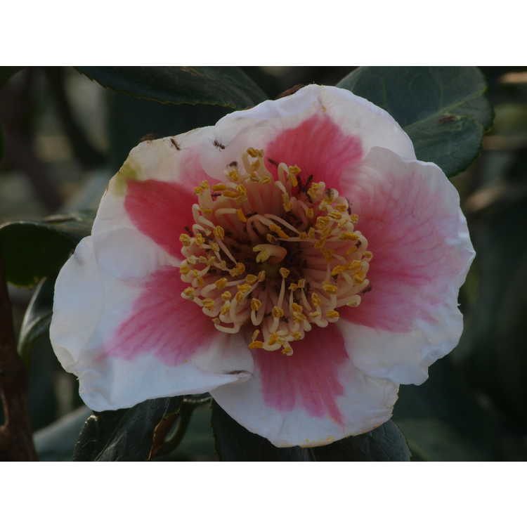 Camellia japonica 'Ta Fuku Benten'
