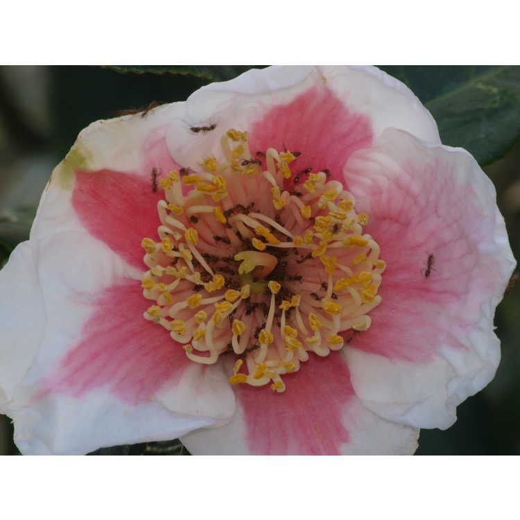 Camellia japonica 'Tafuku-benten'