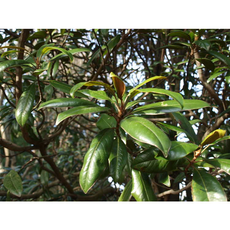 dwarf Southern magnolia