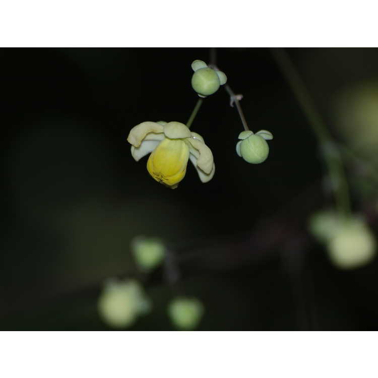 Mahonia ilicina - grapeholly