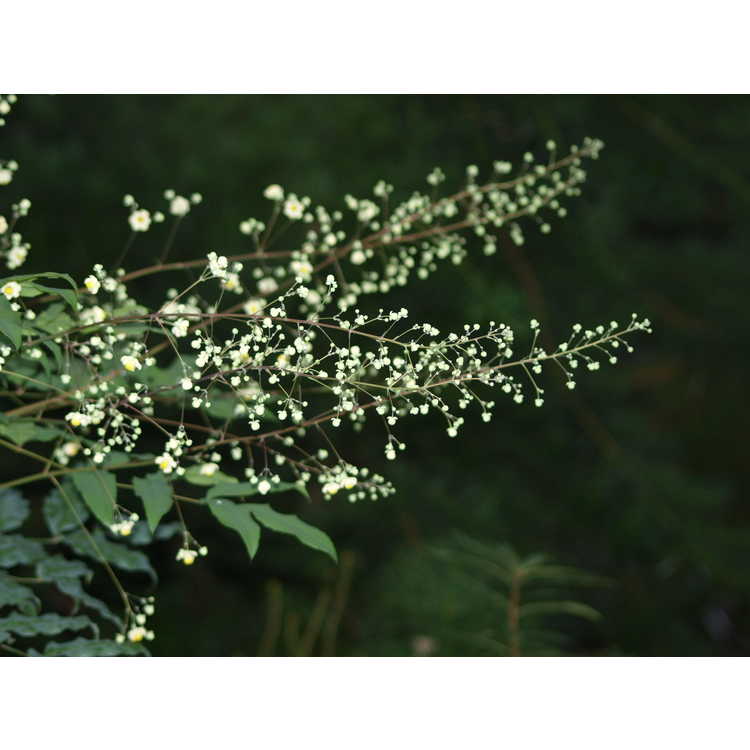 Mahonia ilicina - grapeholly
