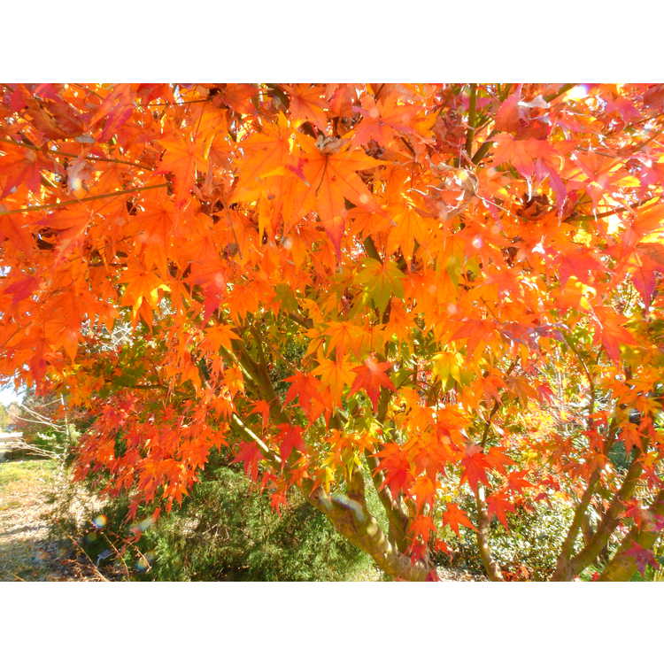 Acer palmatum 'Asahi Zuru' - variegated Japanese maple