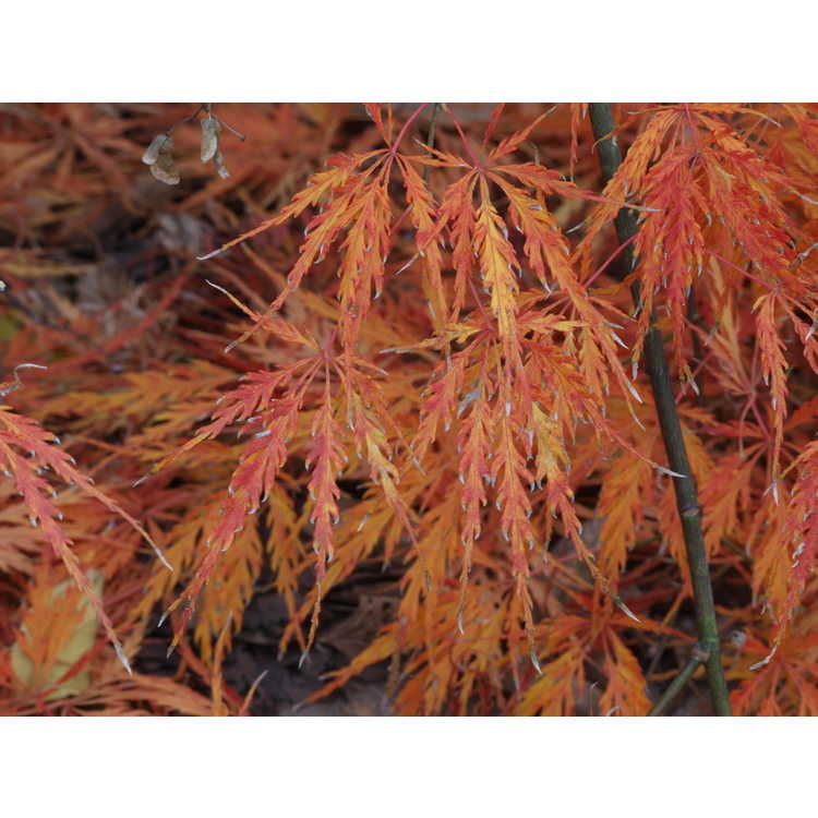 green lace-leaf Japanese maple