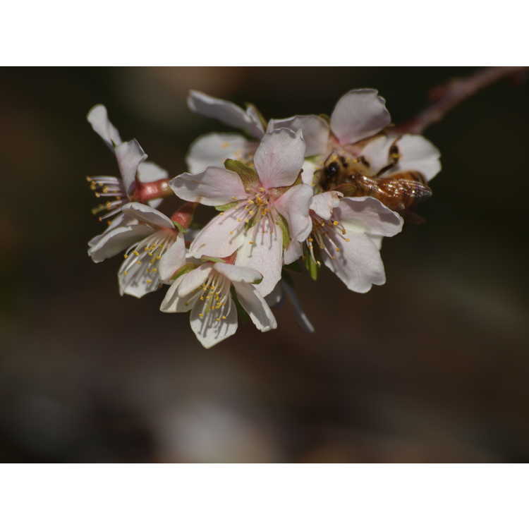 Prunus incisa 'Shikizaki' - weeping Fuji cherry