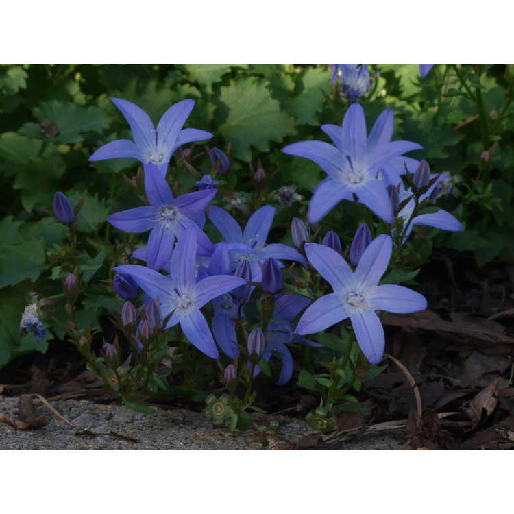Campanula poscharskyana 'Camgood' - Blue Waterfall Serbian bellflower