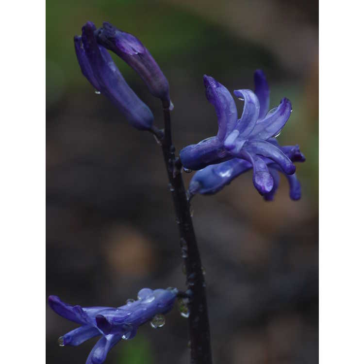 Hyacinthus 'Anastacia'