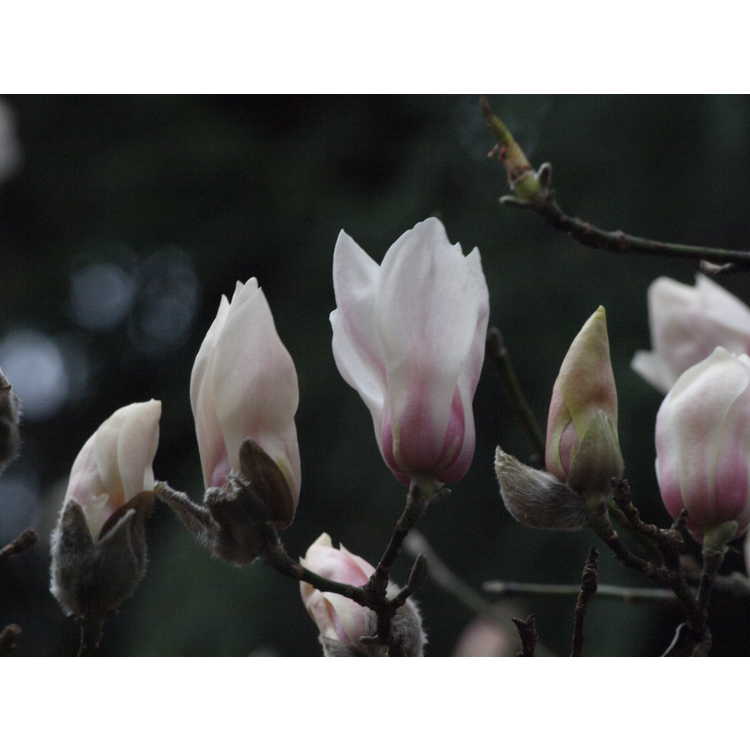 <em>Magnolia biondii</em>
