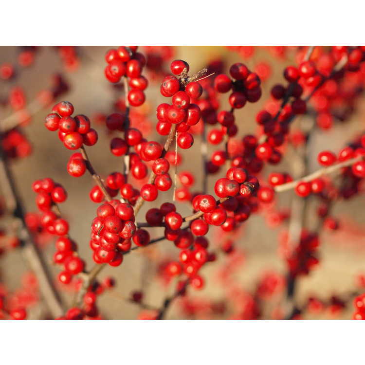 Berry Poppins winterberry holly
