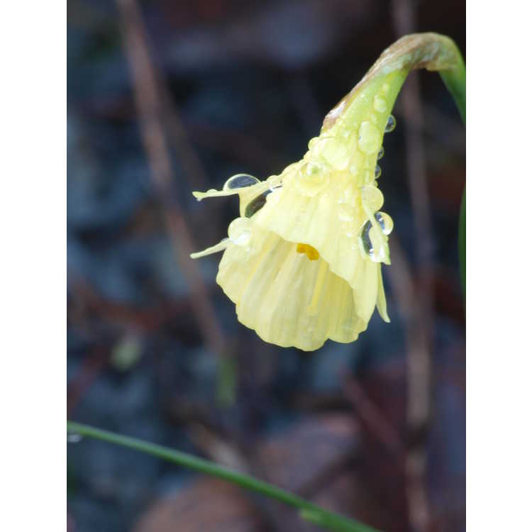Narcissus 'Spoirot' - miniature daffodil